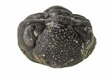 Bargain, Wide, Enrolled Morocops Trilobite - Morocco #157044-2